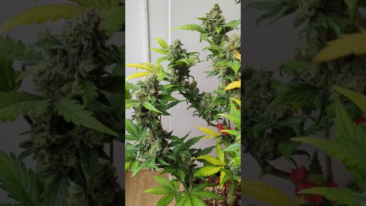 🚀 Jet Fuel Mandarine XL Auto by Sweet Seeds  #cannabiscontent #cannabisdaily #growerscommunity