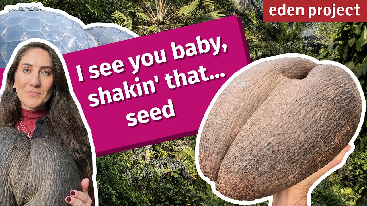 Coco de Mer: The Endangered Double Coconut Seed from Seychelles | Eden Project