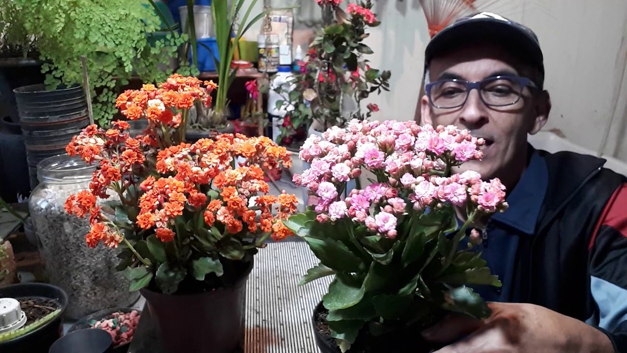 KALANCHOE - FLOR DA FORTUNA - KALANDIVA - O RETORNO COM AS FLORES ABERTAS