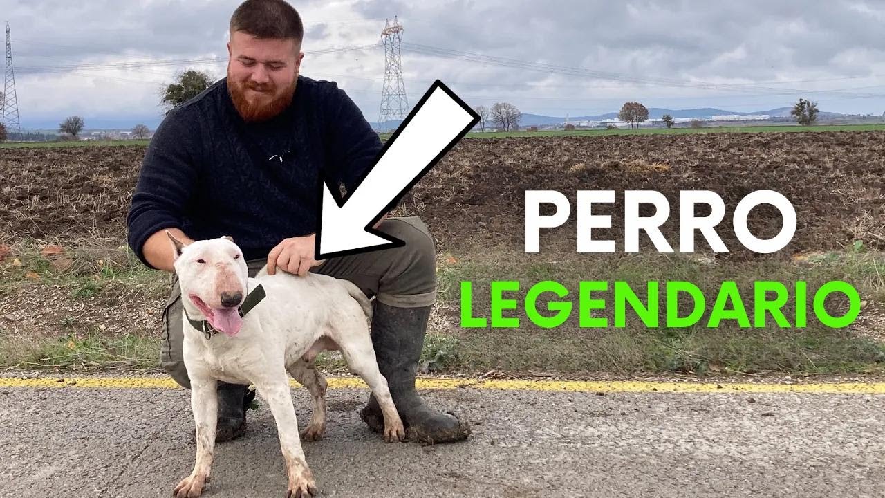 ¡NUEVO BULL TERRIER, UNA VERDADERA MÁQUINA!