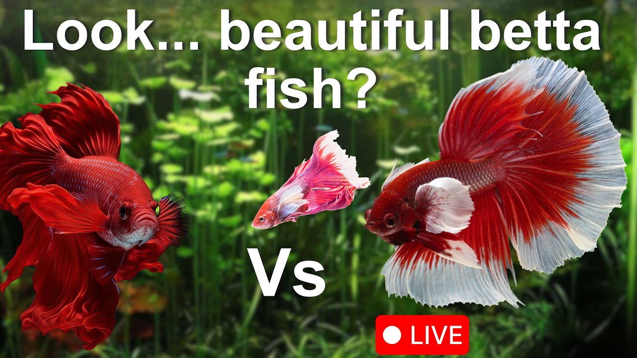 Look...And relaxing with amazing small aquarium with the most beautiful fish I Betta Fish