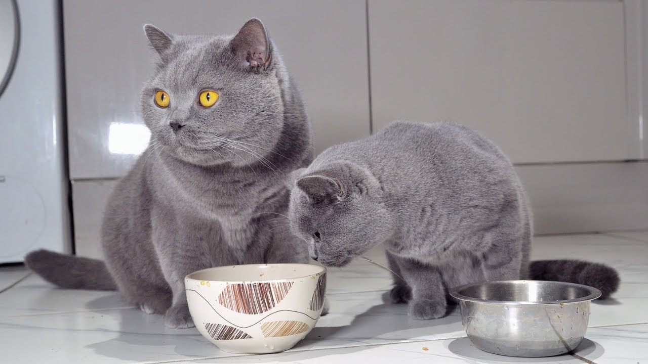 Uncle Cat Shares Food With His Kitten Nephew