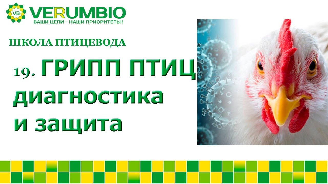 ГРИПП ПТИЦ . Особенности профилактики и диагностики