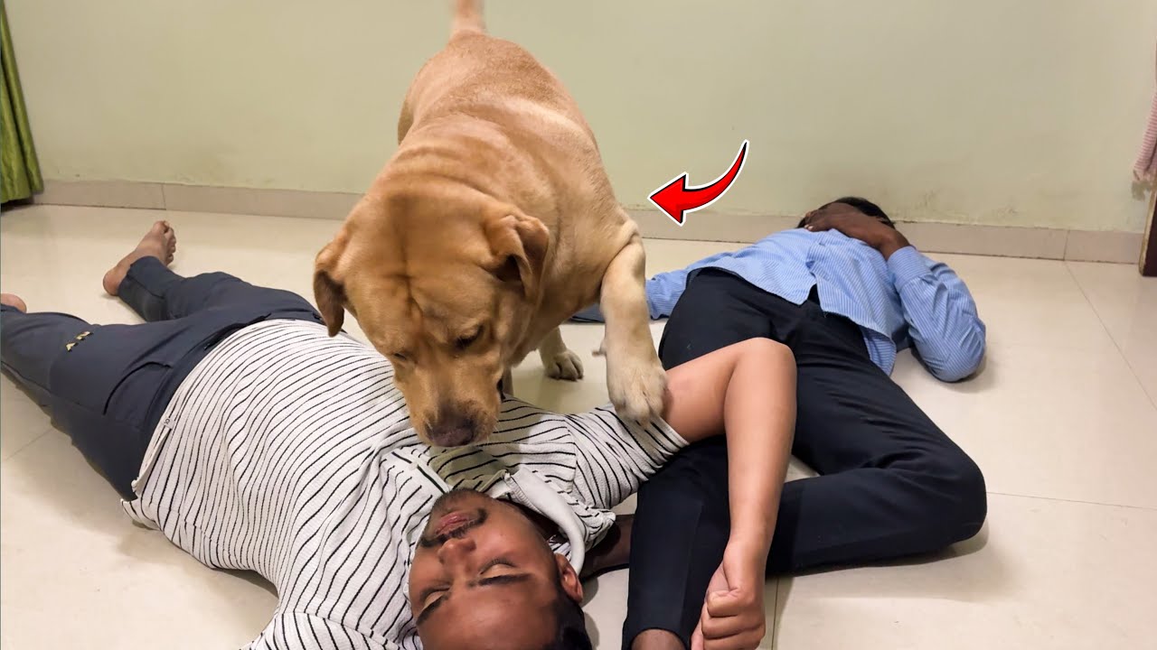Death prank on my dog 😳 | Simbhu and G |