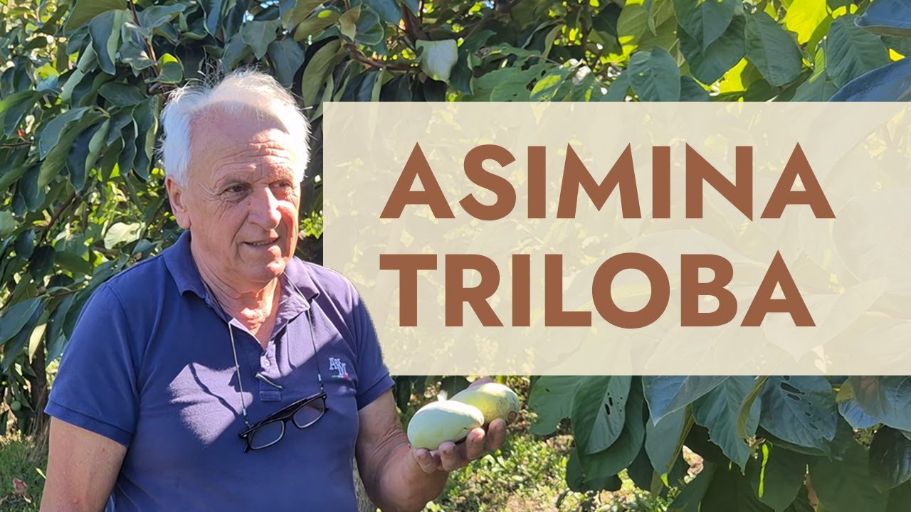 Coltivare l’Asimina triloba: guida completa, frutti unici e zero trattamenti