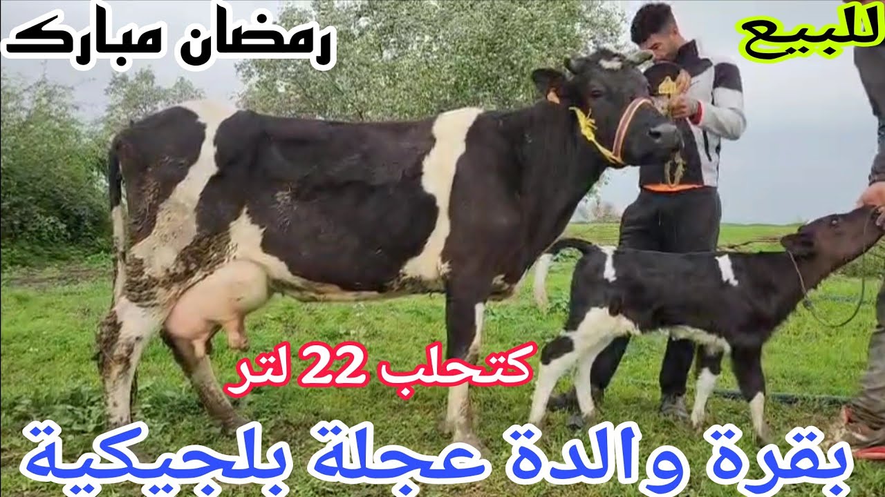 دائما الجديد💫 بقرة والدة عجلة بلجيكية🌟 إتصل 06.67.21.00.53📞 ألو سي عبد الرزاق نواحي الغرب🇲🇦 