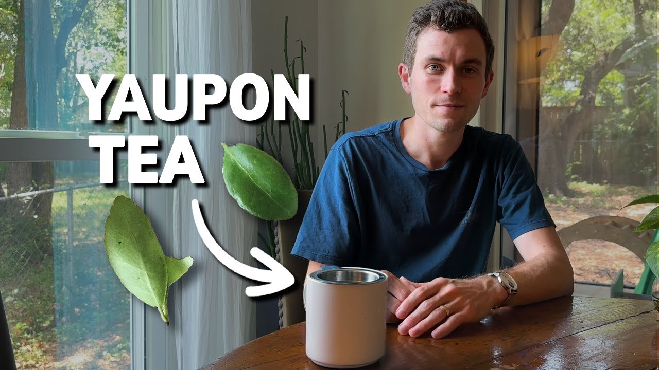 How to Harvest & Brew Yaupon Tea (The Only Caffeinated Plant Native to North America)