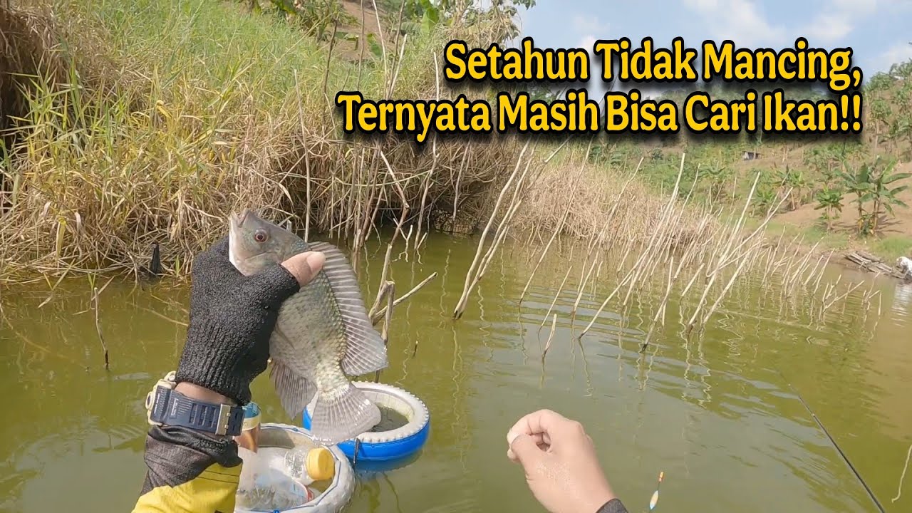 GACOR ABIS ‼️ LAMA TIDAK KE SPOT INI LANGSUNG DIKASIH YANG GEMUK‼️ Mancing Ikan nila - MANCING MANIA