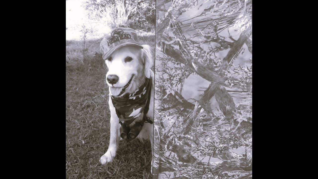 Go Army, Beat Navy 2025, Golden Retrievers Borrow the Goat