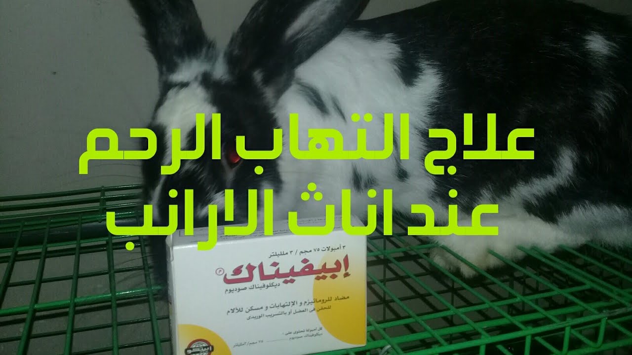 علاج التهاب الرحم عند اناث الارنب  ب 5 جنيه بس(34)