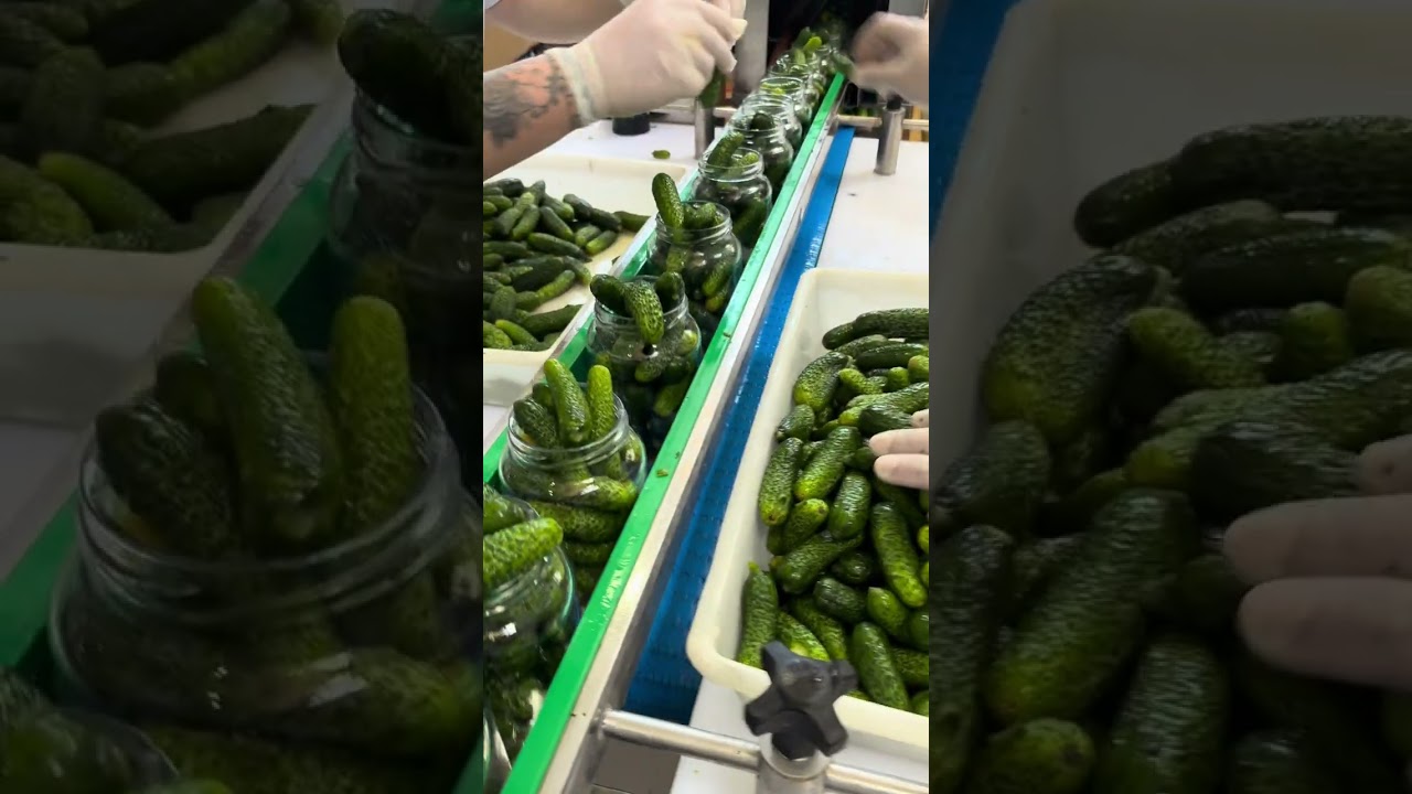 Linha de produção conserva de Pepino