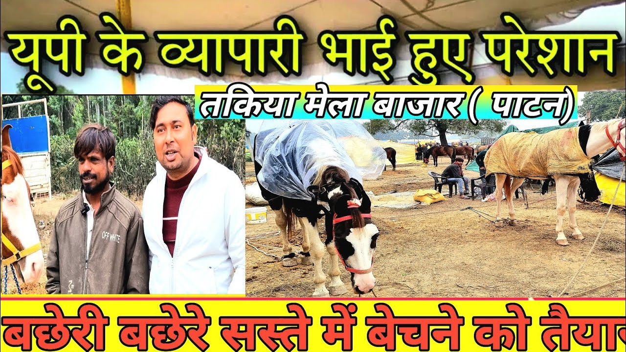 Takiya Mela || तकिया मेला 2024 || मेले में पहुंच रहे हैं काठियावाड़ी , मारवाड़ी , सिंधी घोड़ा घोड़ी.