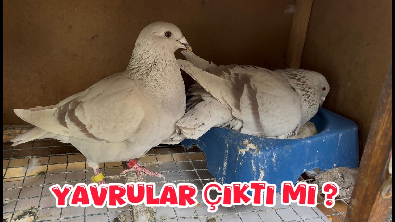 ŞEKERİ POSTA YAVRLAR ÇIKTI MI ? ( BU GÜN SON GELİN BAKALIM )