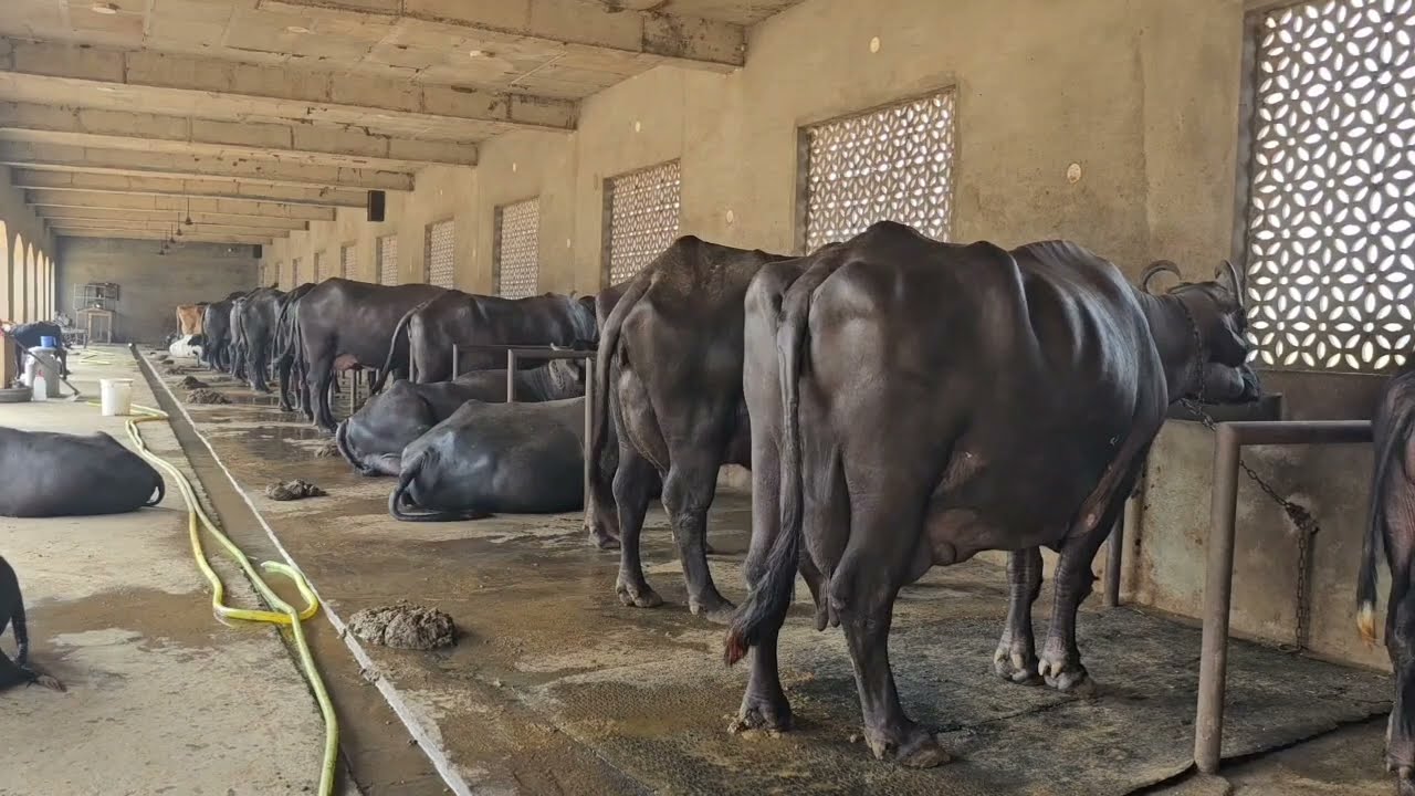 vlog 8 pindi sidhu farm 88