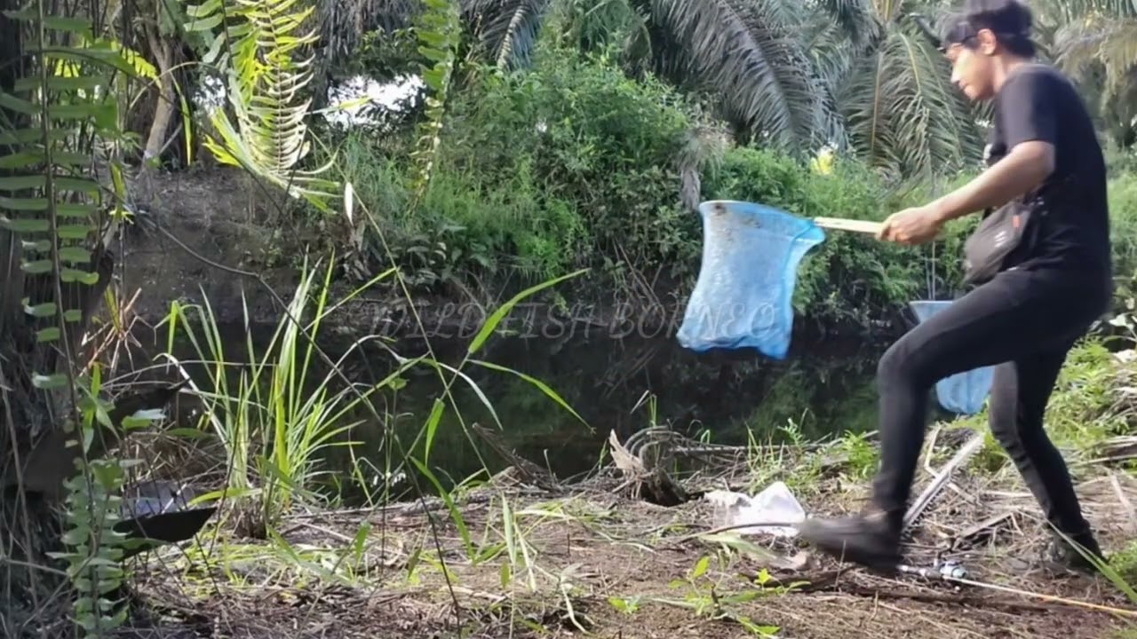 Habitat Wild Betta Channoides di Alam