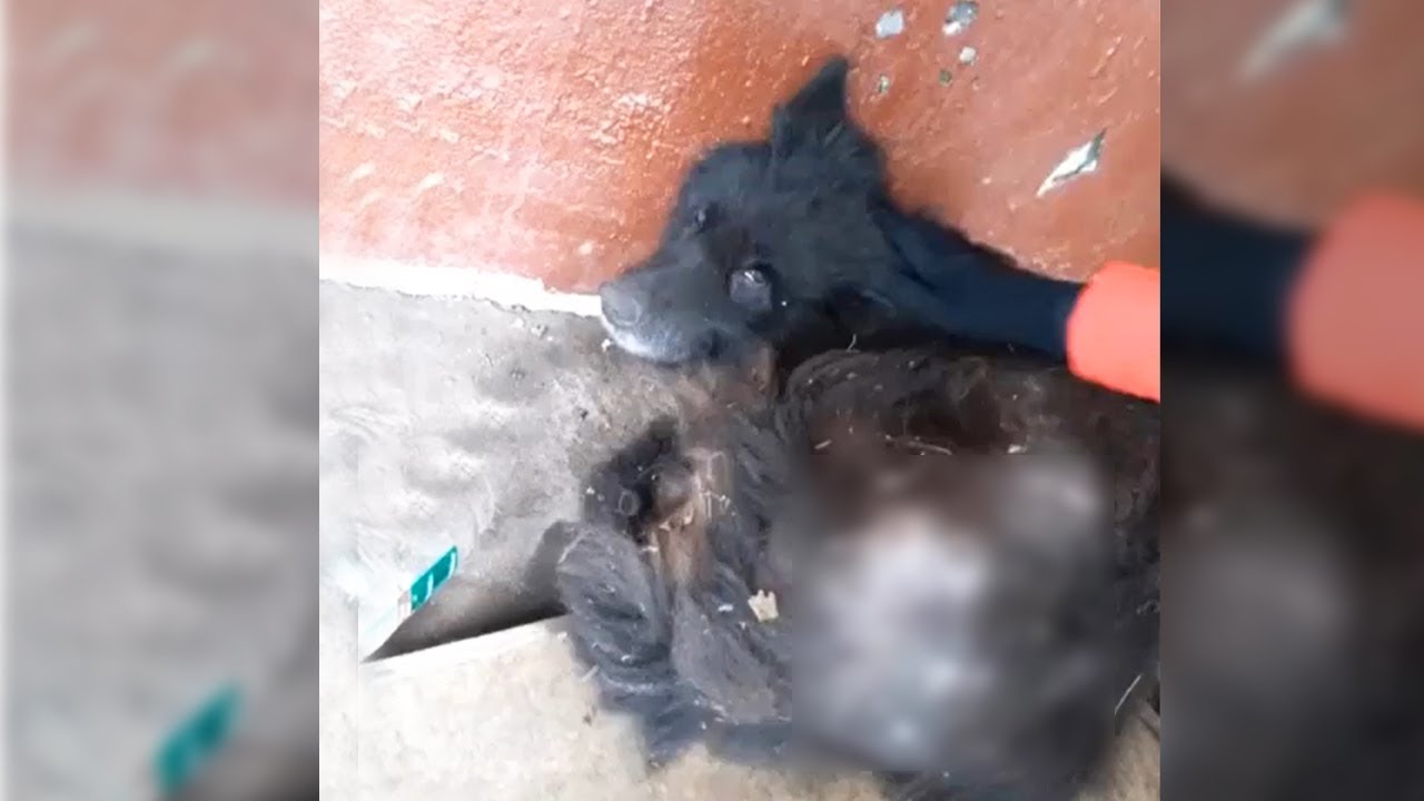He ran away from his owner after 15 years in chains and lay there for a week waiting for help