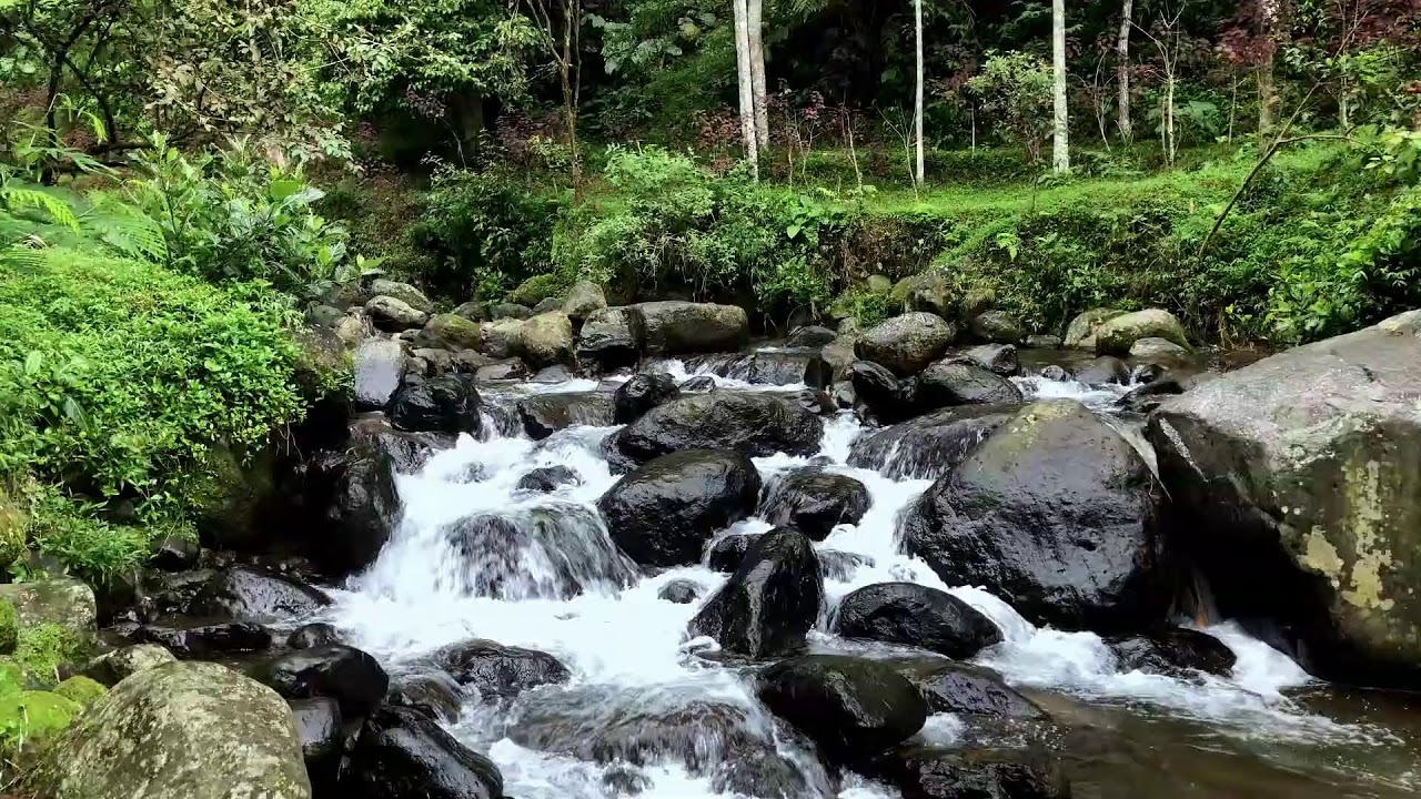 Soothe your tired heart with natural river flow in a mist-covered forest creek for calming rest