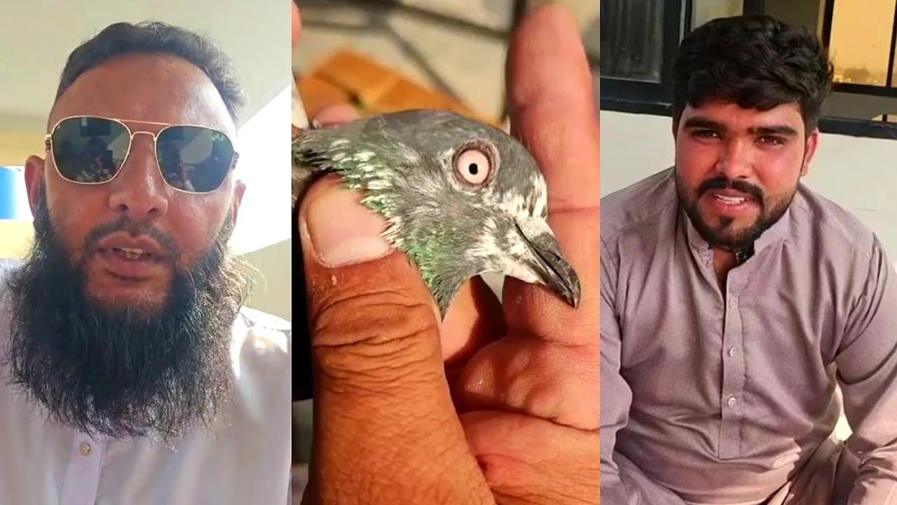 kabootro ki selection Ustad Haji Imran Bakkar Mandi