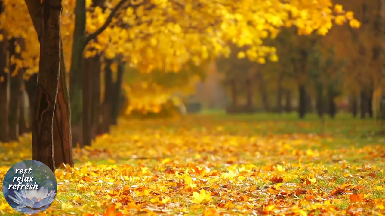 Relaxing Guitar Music For Sleep and Stress Relief with Beautiful Nature Scenery - Music for Studying
