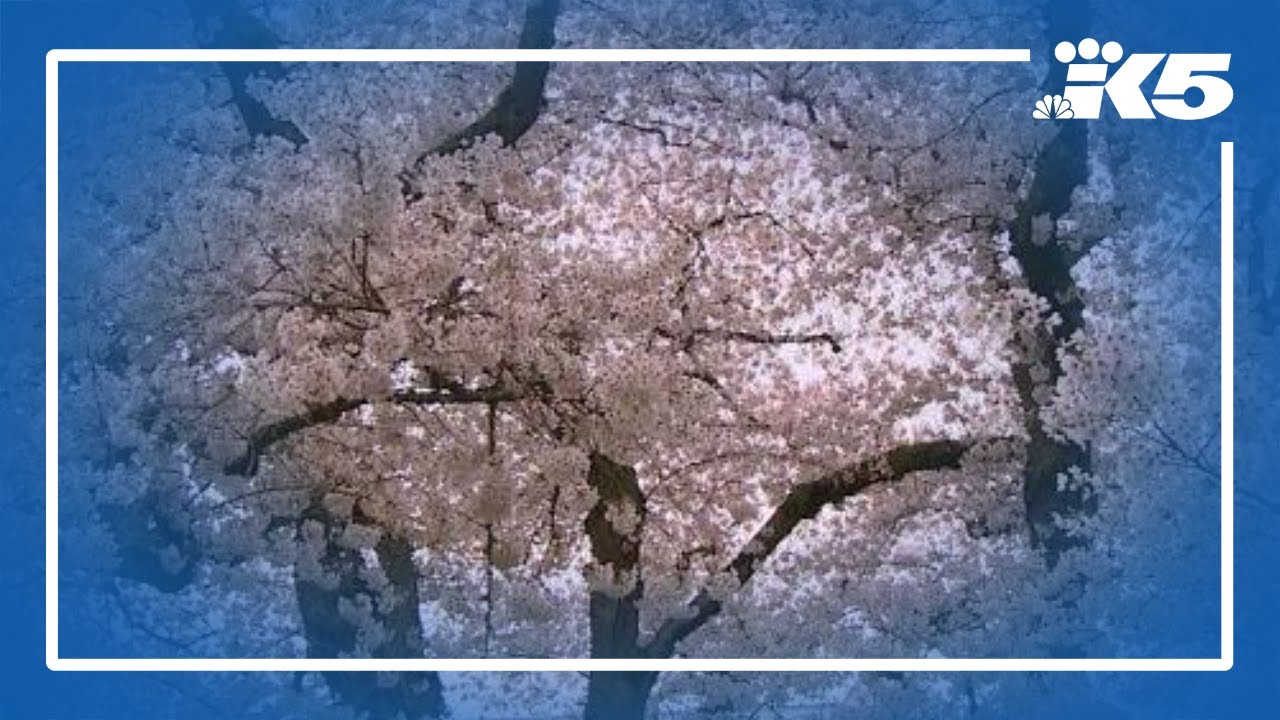 Weather whiplash delays UW cherry blossom tree bloom
