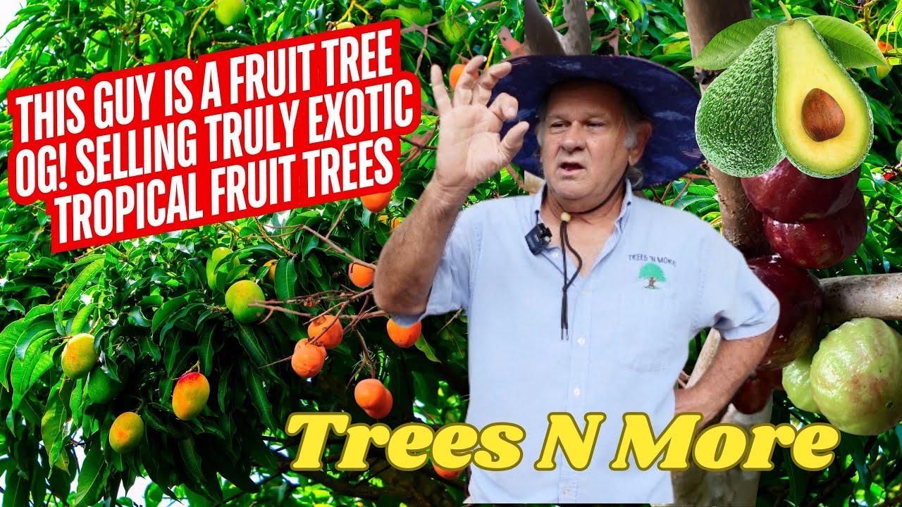 This is the Fruit Tree OG! Talking about Trees N More