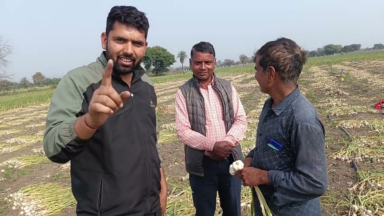 एमपी का गोल्ड (लहसुन)जो विशेष करके हनुमंतिया गांव की धरती से उगला जाता है