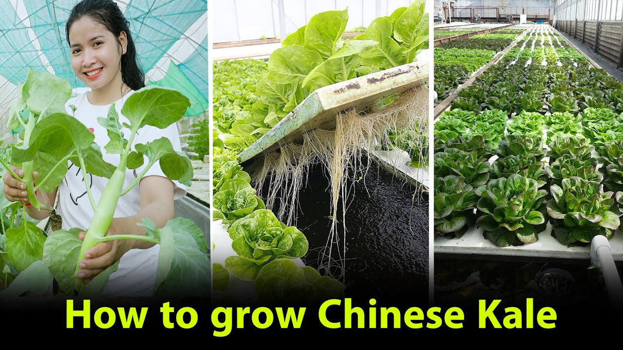 Easy way to grow  Chinese Kale on Hydroponic system