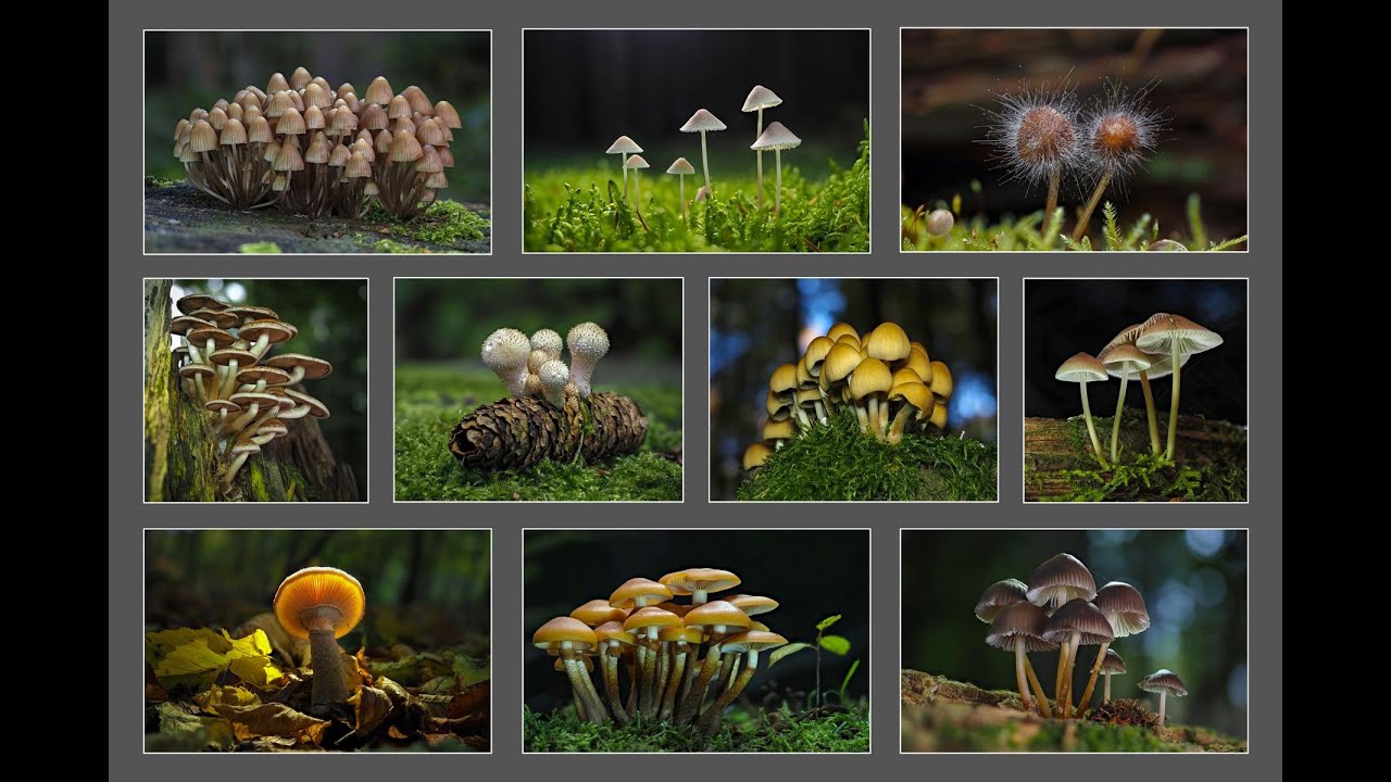 Pilzfotografie