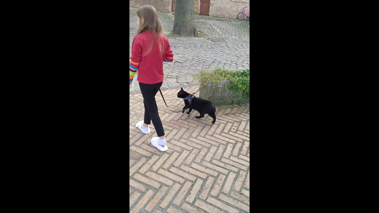 Ho portato a spasso il mio gatto con il guinzaglio! unboxing Pettorina