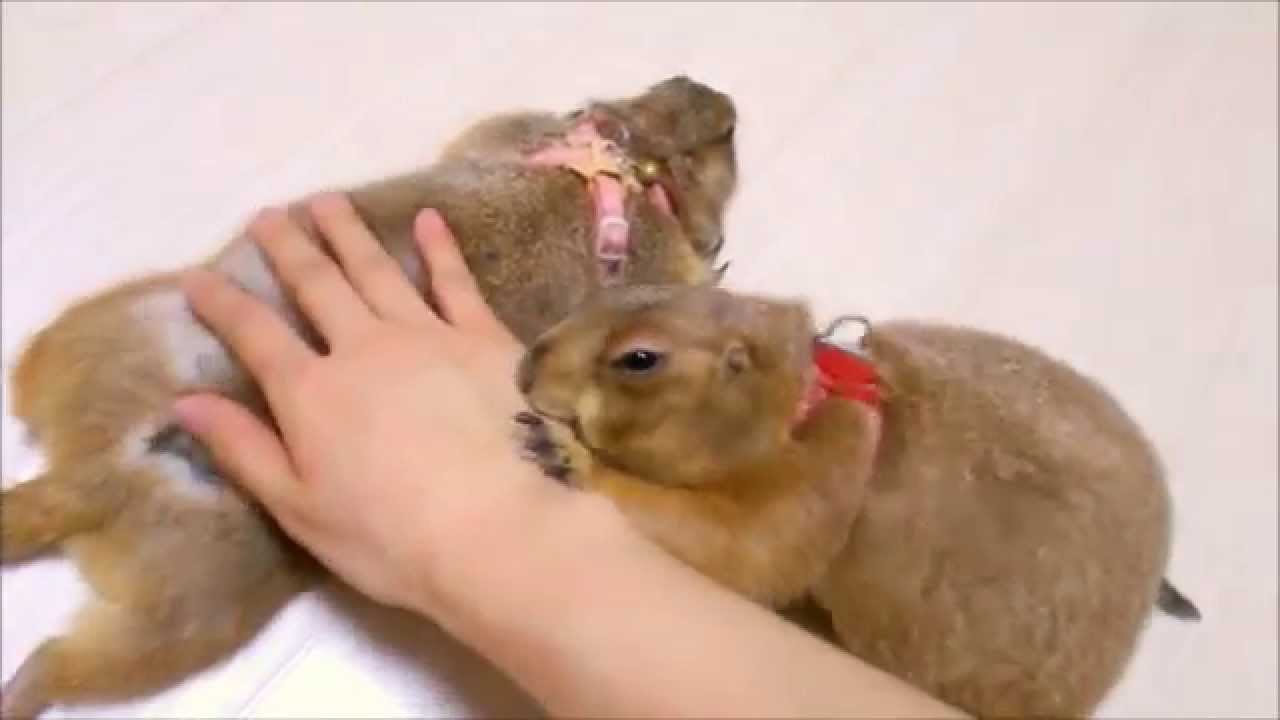 🔵ワガママなプレーリードッグ＝egoism → jealous prairie dog＝