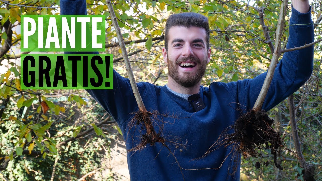 AUTOPRODUZIONE degli alberi da FRUTTO, innesti, talee e margotte
