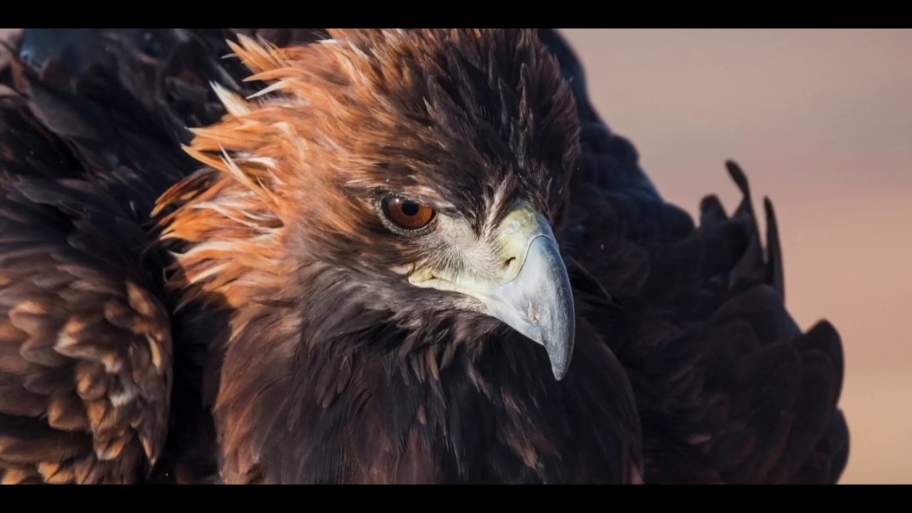 El condor Pasa ( en Français )