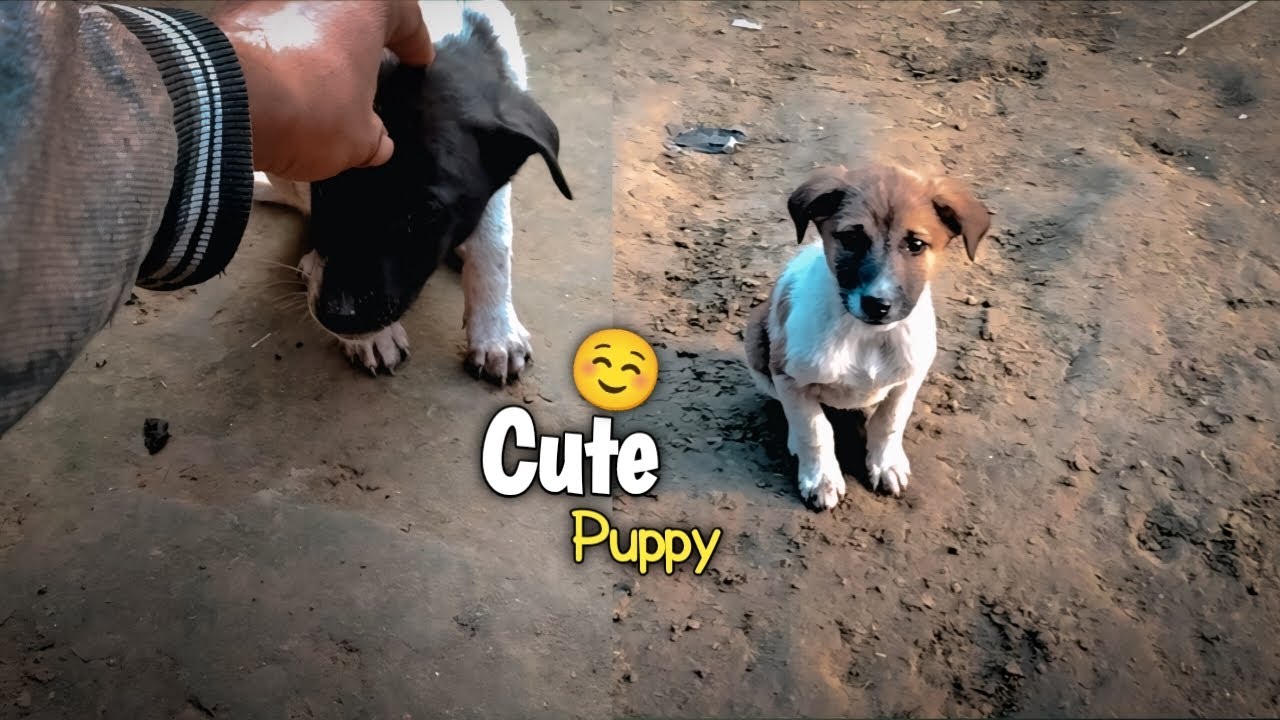 Cute puppy ☺️