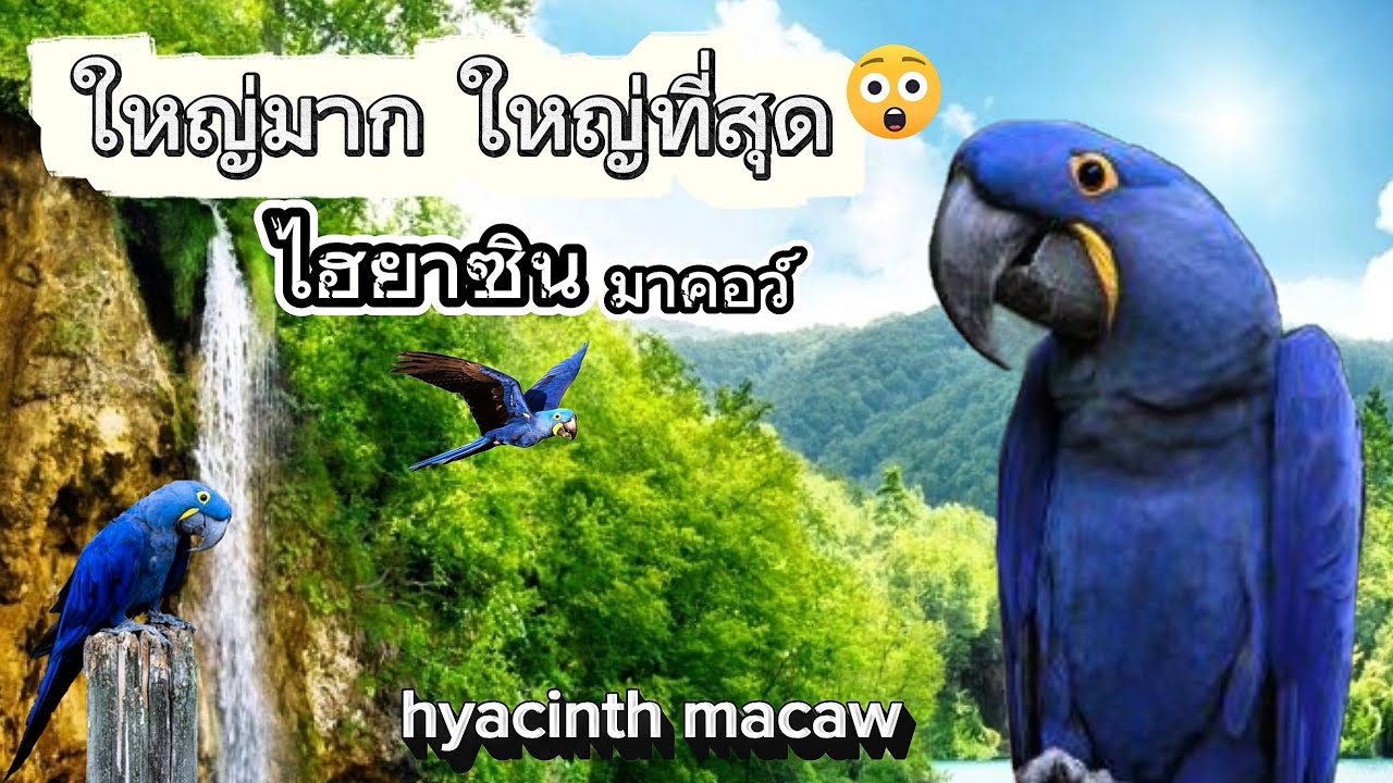 ไฮยาซิน มาคอว์ นกแก้วที่ตัวใหญ่ที่สุดในโลก Hyacinth macaw