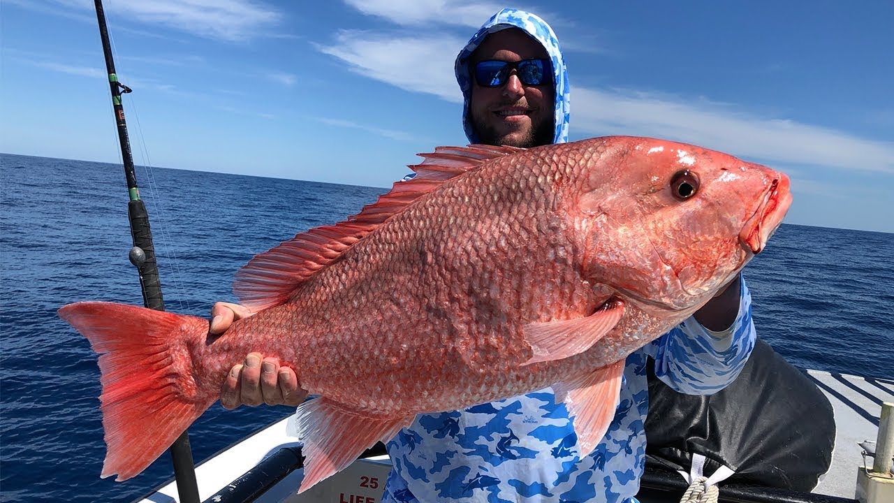 How To Catch Big Red Snapper Like A PRO