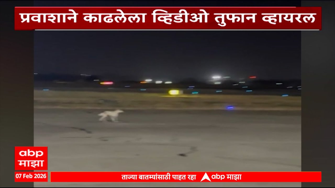 Pune Airport Video : पुणे विमानतळावरील रन वेवर कुत्र्याचा वावर, प्रवाशाने काढलेला व्हिडीओ व्हायरल