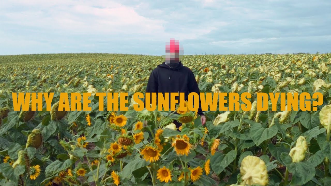 Why Are The Sunflowers Dying? 🌻 | Surreal IDM Jam with Polyend Tracker+