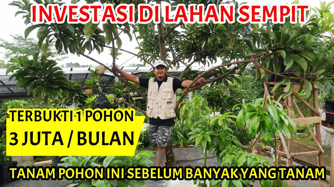 Investasi Pohon Emas Hijau Saat Ini - Jualan Bibit dari Pohon Mamey Sapote Bisa Jadi Pasive Income