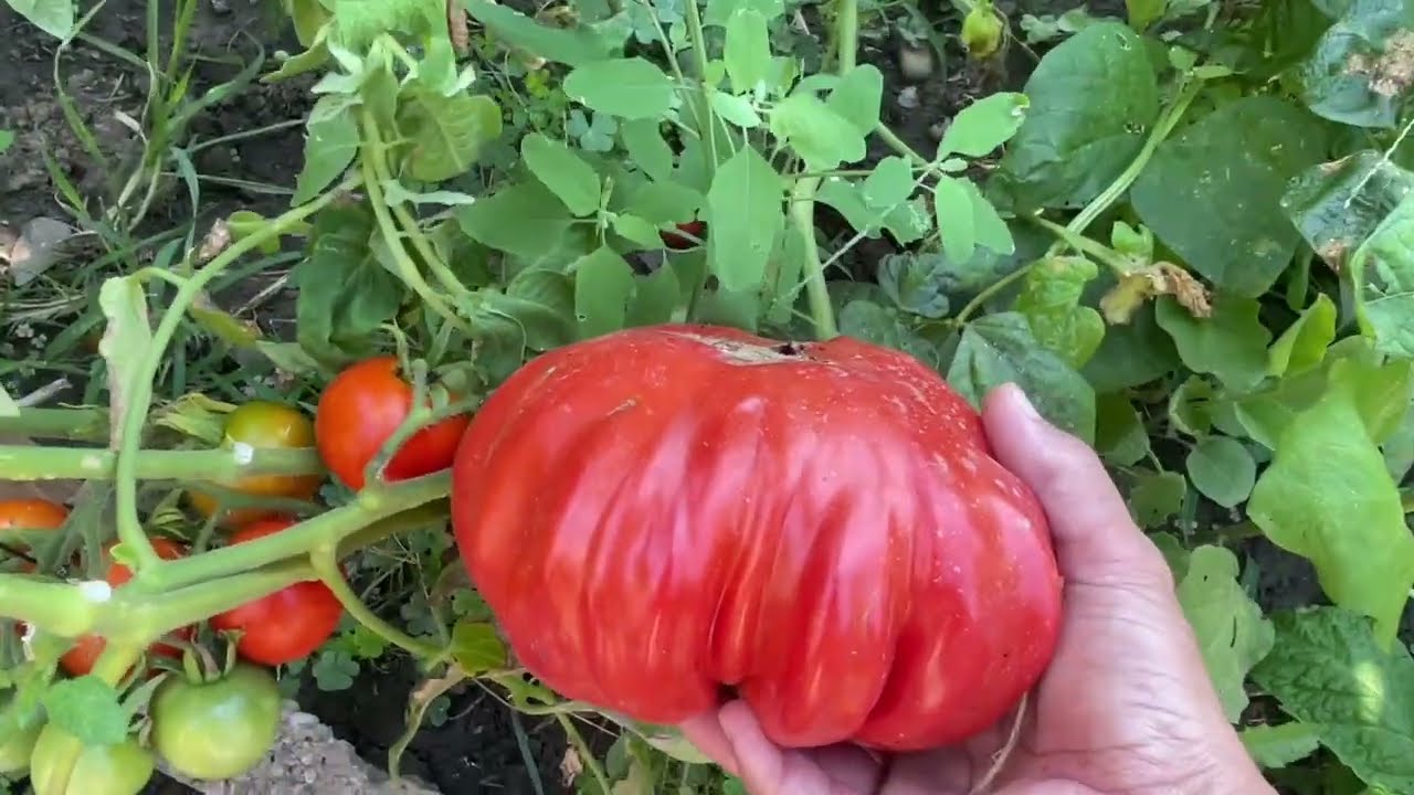 اكبر طماطه بمزعتي حصاد اليوم غير عجيب غريب واخيرا حصدنه وطبخنه بامية
