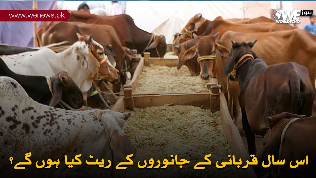 Eid al-Adha 2026: What Are the Expected Prices of Sacrificial Animals This Year? |WeNews