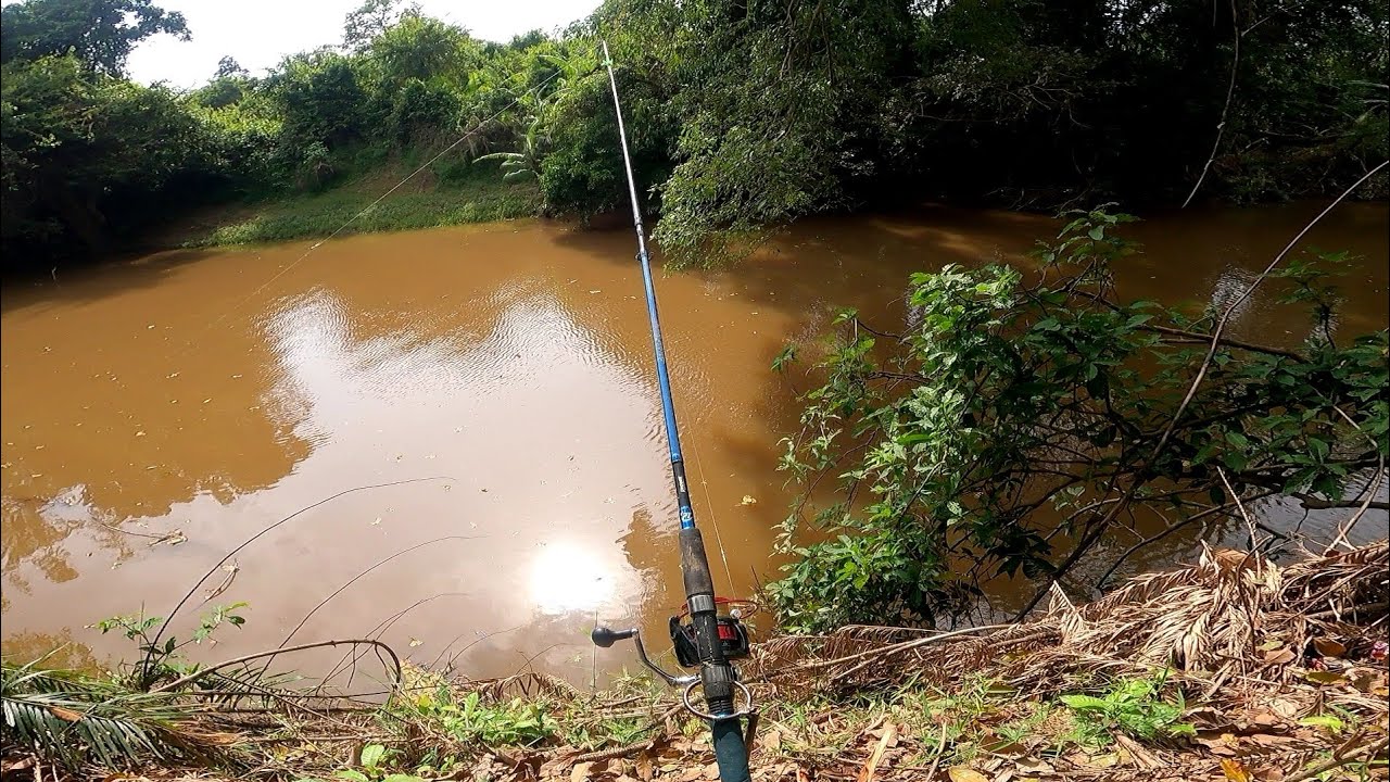 Sentapan penghuni sungai...!Rezeki lauk berbuka puasa