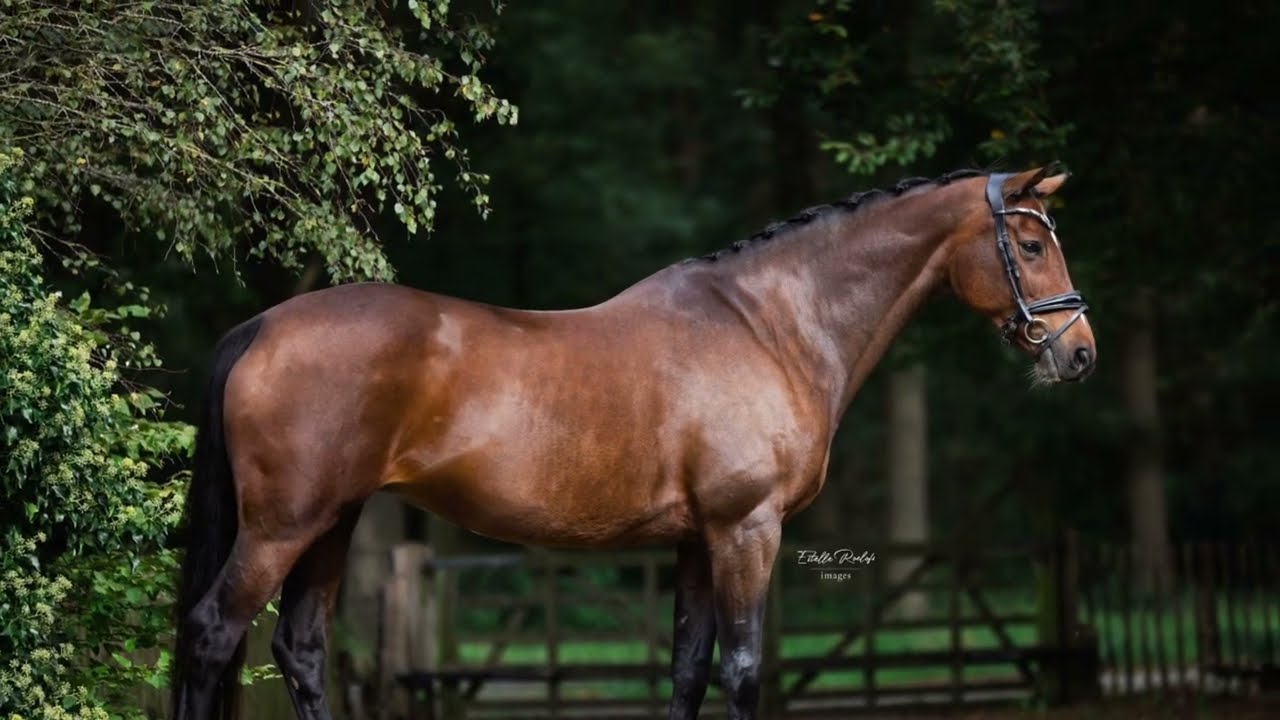 Sold 2012 kwpn elite mare, 165, zz zwaar