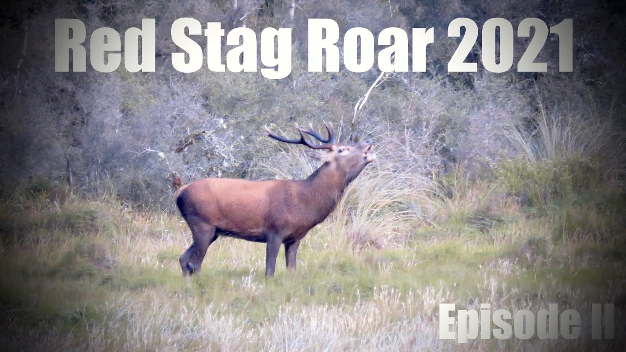 Red Stag Roar 2021 Episode II