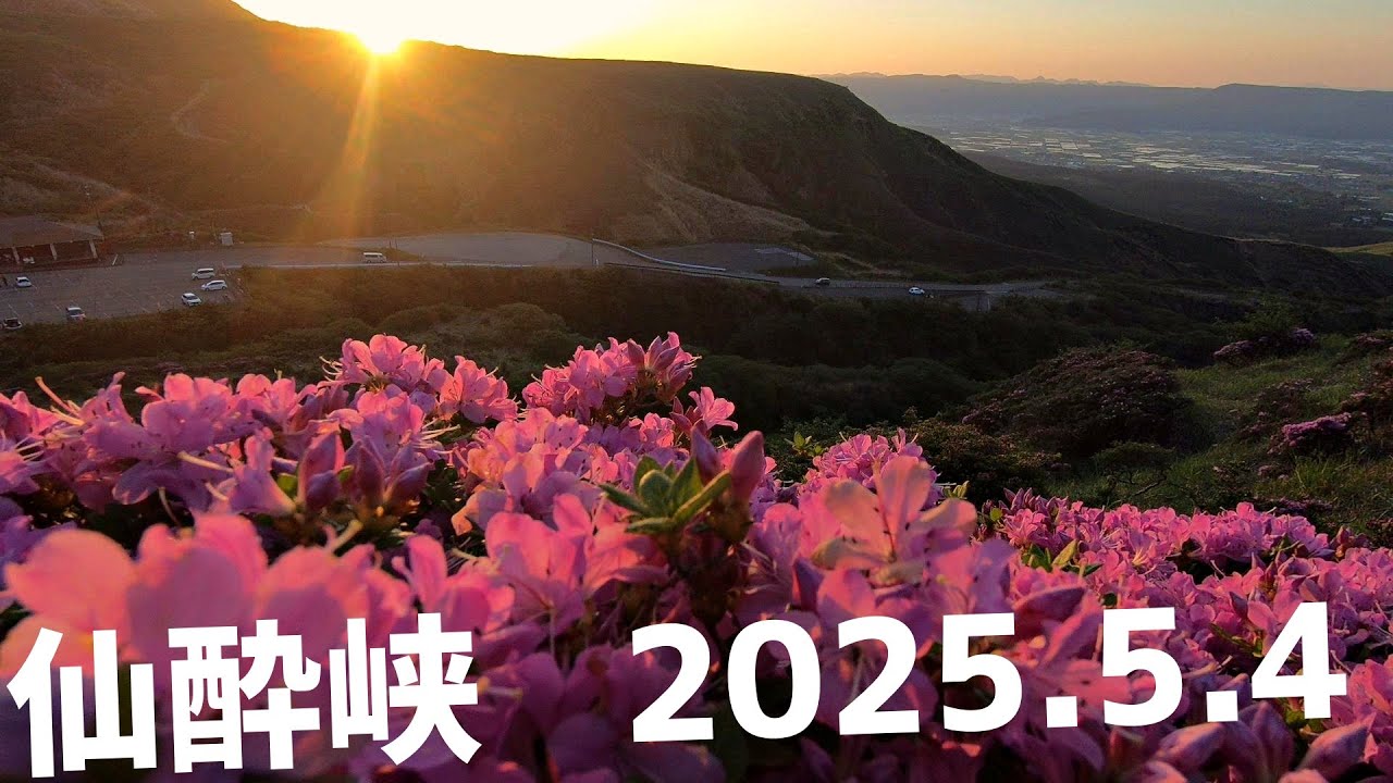 【仙酔峡】2025年のミヤマキリシマは期待できる？