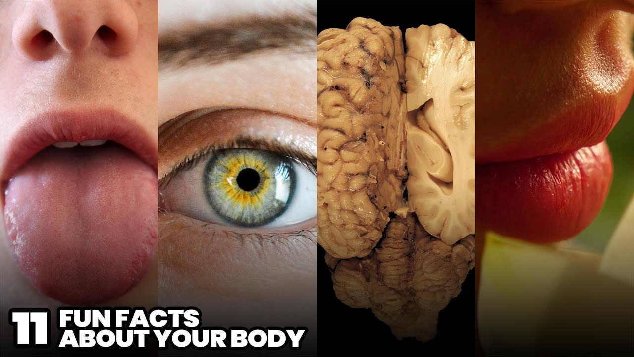 11 Curious Facts You Probably Didn't Know About Your Body | Curiosities of the Human Body