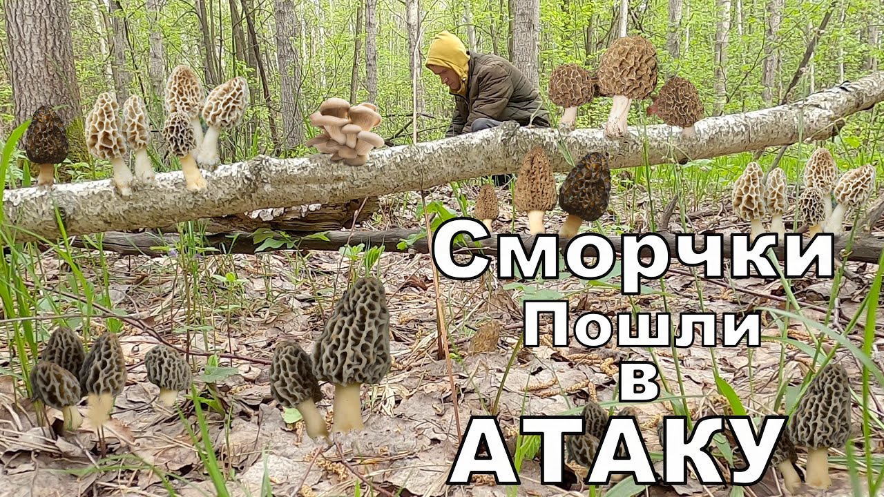 ГРИБЫ Уже Скоро. ЧУДО-МЕСТО на Старой Дороге СМОРЧКИ Пошли в Атаку