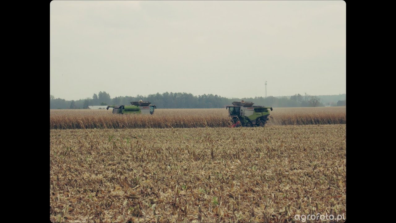 Koszenie kukurydzy na ziarno na większą skalę w Wlkp z pompą ;) 2xLexion