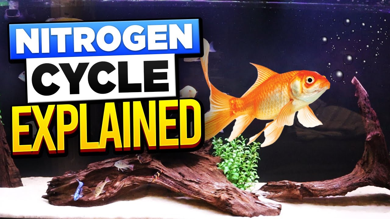 Nitrogen Cycle 101 - The #1 Mistake Killing Your Fish