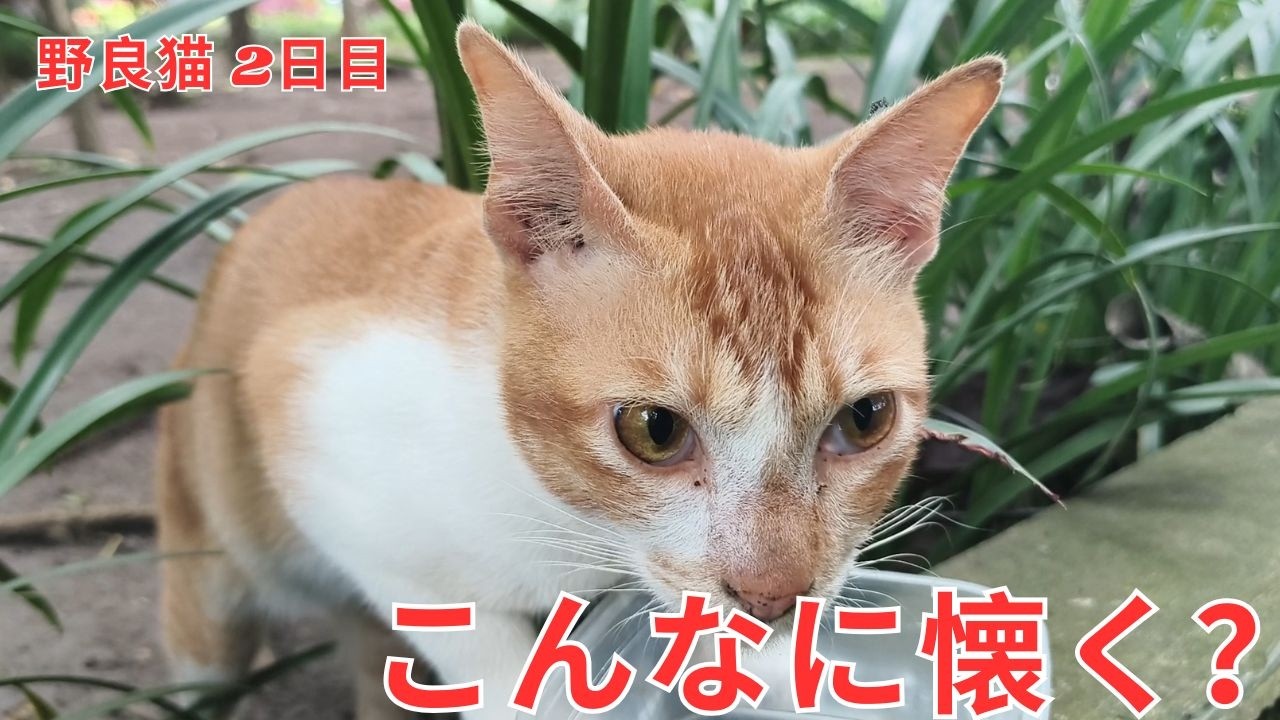 【野良猫に餌やり2日目】公園の野良猫がすぐ集まる！可愛すぎる食事シーンと驚きの反応