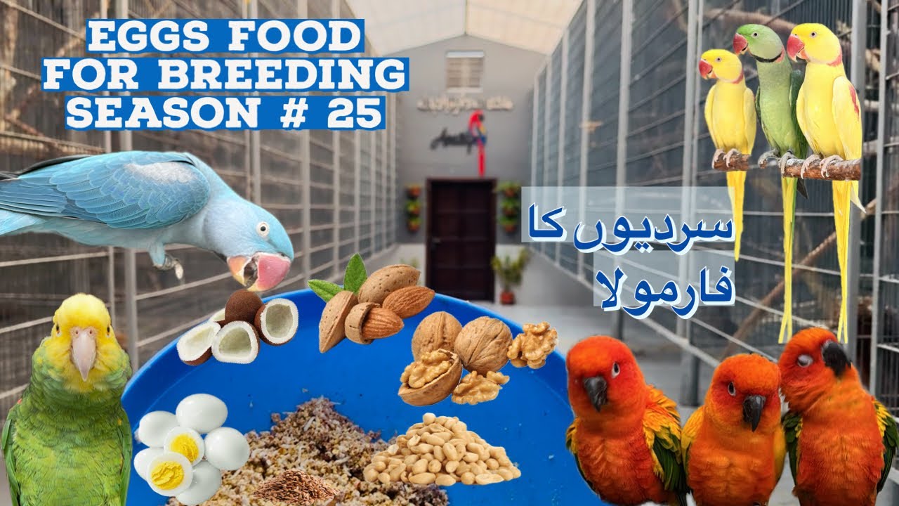 Winters Egg Food Recipe #birds #parrot #parrotcare #birdslover #macaw #africangrey